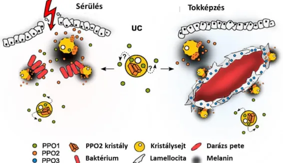 10. ábra A sérülés és a parazitoid pete körül lejátszódó melanizációs folyamatok. PPO1,2,3: különböző  profenoloxidázok.[Dudzic és mtsai., 2015