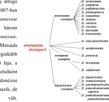 13. ábra A 12 ismert genomszekvenciával rendelkező Drosophila faj. [http://arthropods.eugenes.org]  
