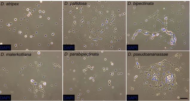 15. ábra A sokmagvú óriássejtek jelenléte, különböző az ananassae alcsoportba tartozó faj lárvájának  keringésében, immunindukciót követően