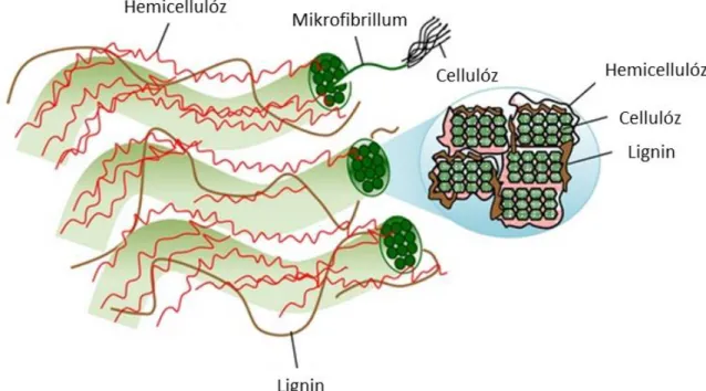 2. ábra. A lignocellulóz szerkezete (Lee et al., 2014)  