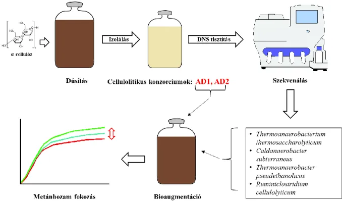 3. ábra. A dúsítás és izolálás folyamatábrája  4.4  Bioaugmentáció kevert cellulózbontó konzorciumokkal 