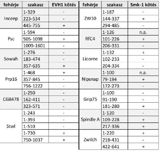 4. táblázat.  Az  EVH1  és  Smk-1  doménekkel  kölcsönható  fehérjék  interakciós  felületei