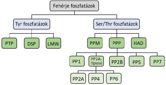 A fehérje foszfatázoknak két fő csoportja ismert (2. ábra): Tyr foszfatázokra, mely  magába foglalja a foszfotirozin foszfatázokat (PTP), a kettős specificitású foszfatázokat  (DSP) és a kis molekulasúlyú foszfatázokat (LMW), illetve a Ser/Thr foszfatázokr