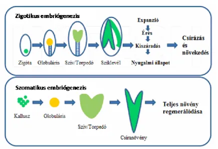 1. ábra: Zigotikus és indirekt szomatikus embriógenezis növényekben (Solís-Ramos és mtsai., 2012  alapján)
