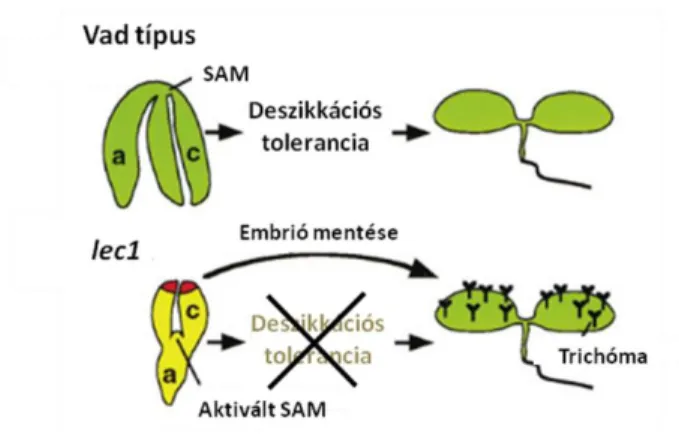 5. ábra: A leafy cotyledon 1 (lec1) mutánsban a mutáció embriófejlődésre gyakorolt, több tulajdonság  megváltoztatását eredményező hatása (Lotan és mtsai., 1998 alapján)