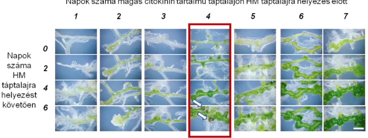 10. ábra: Előzetesen ARM IIr táptalajon 1-7 napig tenyésztett, majd hormonmentes (HM) lemezekre  áthelyezett Col gyökér explantumok kalluszképződése és regenerációja