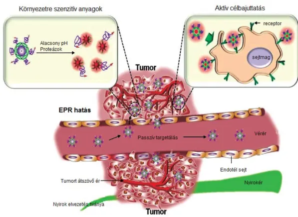 1. ábra A nanorészecskék passzív és aktív célba juttatása. A tumorokban a nanorészecskék  a méretüknél fogva, és a tumorokban található átjárhatóbb érendotélnek köszönhetően képesek  passzívan  feldúsulni