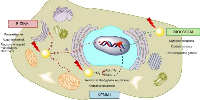 3. ábra Az AuNP  révén kialakuló, az ionizáló sugárzást potencírozó hatás, azaz a  radioszenzitizáció elemei