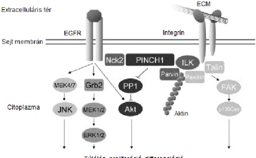 4. ábra Az integrinek által közvetített celluláris folyamatok .  A sejt-sejt  és  sejt-ECM  kapcsolatok az integrineken keresztül, befolyásolják a sejtek túlélését, differenciációját és a  sejtosztódást [142]