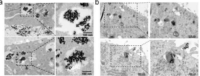 5. ábra  A  fém nanorészecskék bejutnak a  tumoros sejtek  citoplazmájába. (a) A HeLa  sejtek felszínén és a citoplazmában nagy számban figyeltünk meg AgNP aggregátumokat