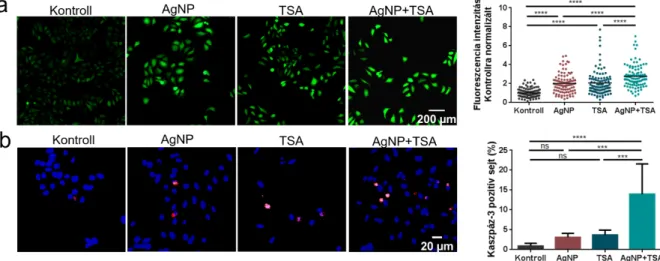 10. ábra Az AgNP és TSA kezelés oxidatív stresszt és apoptózist indukál a HeLa sejtekben