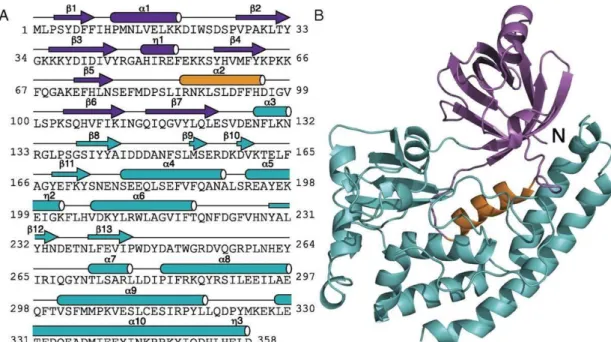 3. ábra. Egy CotH fehérje szerkezete és AS sorrendje B. cereus baktériumban. A) Kékkel  a C-terminális, lilával a fehérje N-terminális doménje került jelölésre, a narancssárga szín  egy a kinázokra jellemző alfa hélixet ábrázol