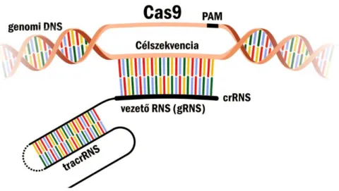 4. ábra. A CRISPR-Cas9 rendszer alkotóelemei: PAM (3 bázispáros szakasz, ami mellett  a  Cas9  hasítani  képes),  vezető  RNS  (egyszálú  RNS,  mely  az  enzimet  célzott  helyre  irányítja), a tracrRNS és crRNS (mely összekapcsolható egy loop motívumon ke