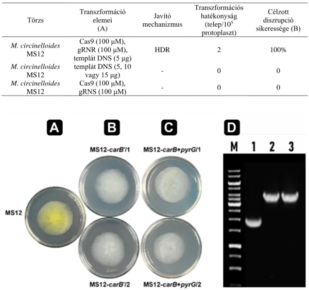 2. táblázat. A CRISPR-Cas9 rendszer elemeinek, továbbá a DNS-templát, valamint ezek  kombinációjának hatékonysága HDR javító mechanizmus alkalmazása során MS12 törzs  esetében