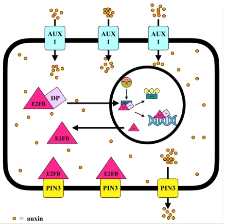 4. ábra. Az E2FB szerepe az auxin transzport szabályozásában 