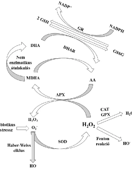 3. ábra Az antioxidáns védelmi rendszer kapcsolatai, valamint az általuk katalizált reakciók Tuteja és mtsai