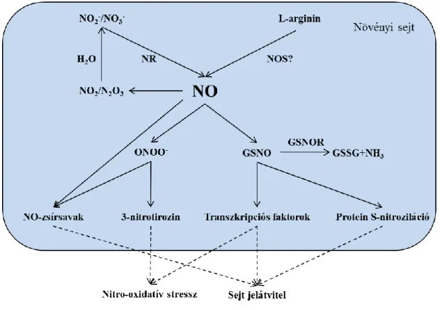 5. ábra Az NO metabolizmus sematikus összefoglalása a növényi sejtekben Corpas és mtsai., 2018 alapján