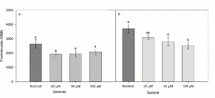 12. ábra A szelenát (a) és szelenit (b) kezelést kapott Brassica juncea növények gyökér merisztémájában detektált  glutation mennyisége monobromobimán (MBB) festéssel kimutatva