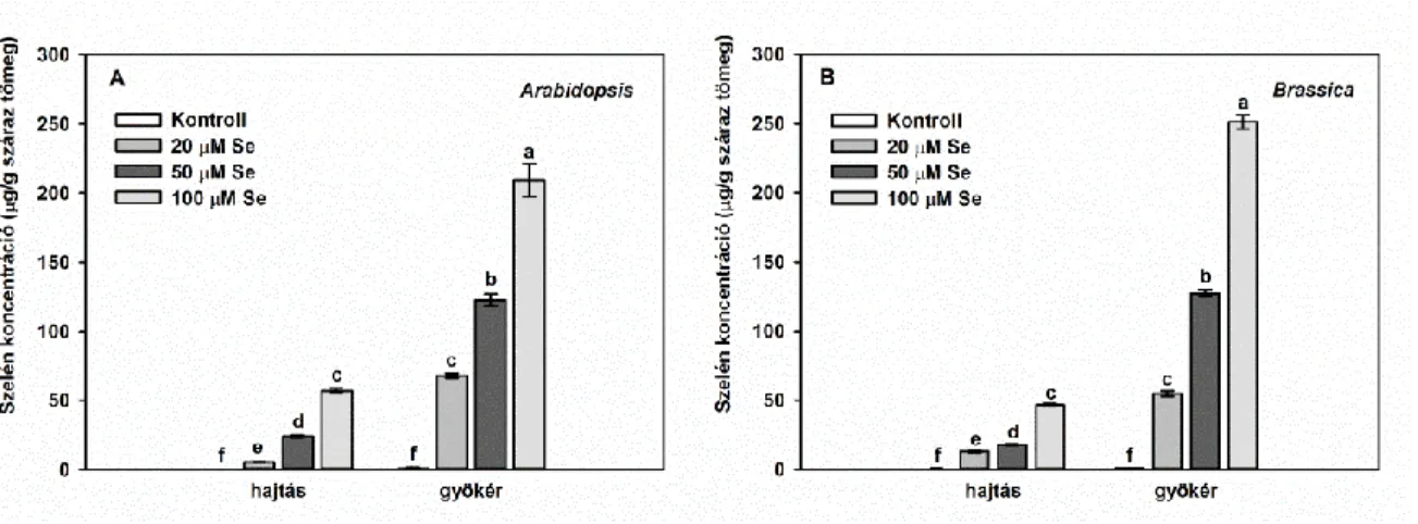 14. ábra Arabidopsis thaliana (a) és Brassica juncea (b) növények hajtásának és gyökerének szeléntartalma 7 nap  szelenitkezelés hatására
