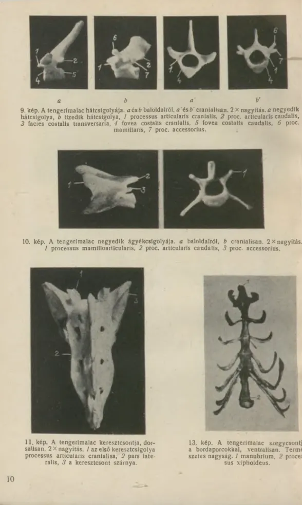 10. kép.  A  tengerimalac  negyedik  ágyékcsigolyája,  a   baloldalról,  b   cranialisan