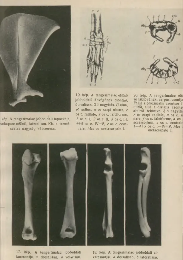 19. kép.  A  tengerimalac  elülső  jobboldali  lábvégének  csontjai,  dorsalisan. 3 X nagyítás