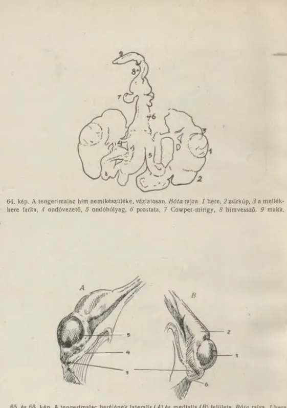 64. kép.  A tengerimalac hím nemikészüléke, vázlatosan.  Bóta  rajza  1   here,  2  zsírkúp,  3  a mellék­
