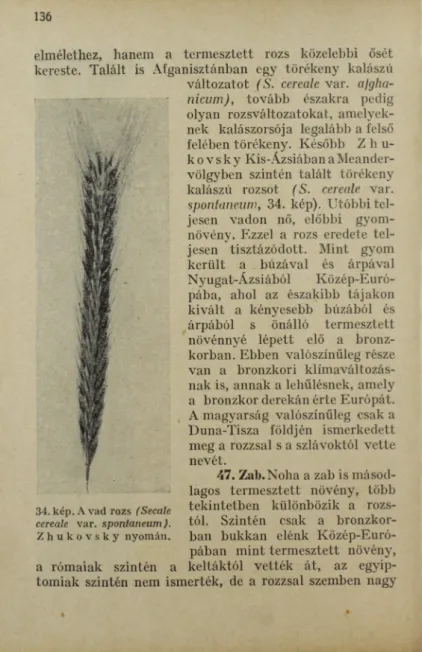 34. kép. A vad rozs  (S eca le  cereale   var.  s p o n ta n e u m ). 