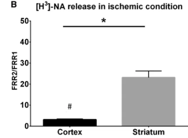 Fig. 3    The resting release of  [ 3 H]DA (A) and  [ 3 H]NA (B) from rat  cortical and striatal slice preparations and the effects of oxygen and  glucose deprivation (ischemia) on resting release (n = 6–6)