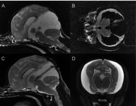 Figure 3. Case 2, 9-month-old male Chihuahua. A: Preoperative sagittal T2-weighted image, B: Preoperative dorsal T2-FLAIR image, C: