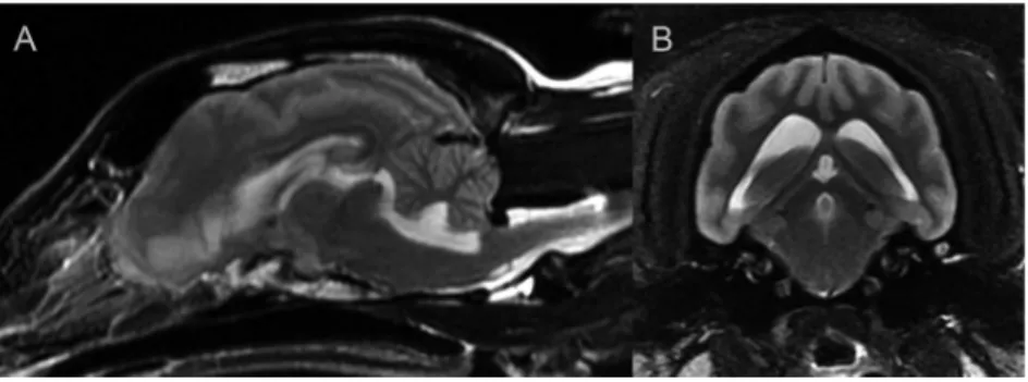 Figure 6. Case 5, 7-month-old male mixed-breed dog. A: Preoperative sagittal T2-weighted image, B: Preoperative transverse FLAIR image, C: Postoperative sagittal T2-weighted image, D: Postoperative transverse T1-weighted image
