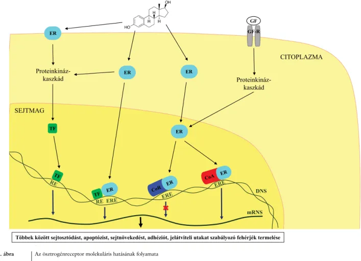 3. ábra Az ösztrogénreceptor molekuláris hatásának folyamata