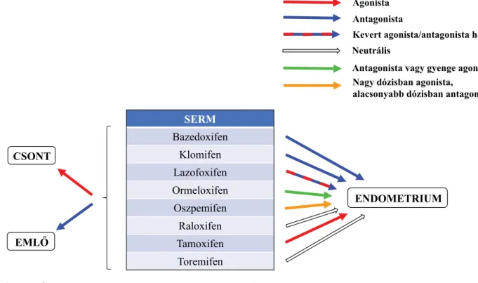 4. ábra Szelektív ösztrogénreceptor-modulátorok (SERM) különböző szövetekre gyakorolt agonista, illetve antagonista hatása Az ábra forrása: Pickar és mtsai [36] alapján, újraszerkesztve