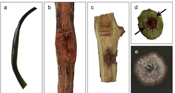 Fig. 4 Grapevine cv. Blauburger ’ inoculated with Hungarian Neofabraea kienholzii isolates