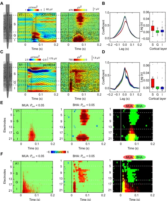 Fig. 1. Laminar activity profiles from individual penetrations in V1 and A1. Color maps show a CSD superimposed with FPs (left) and a BHA (color map) superimposed  with MUA (line plots) profiles (right) in V1 (A) and A1 (C) from a representative session