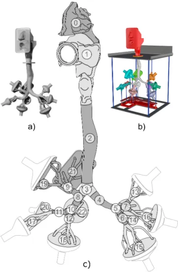 Fig. 1. Visualization of the airway replica for deposition (a) and flow (b) measurements, and a scheme of the segment numbers (c)