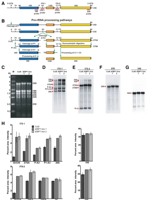 Figure 7. EBP1 RNAi transgenic plants accu- accu-mulate rRNA processing intermediates