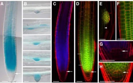 Figure 1. Arabidopsis EBP1 is expressed and localized in actively dividing tissues during root development