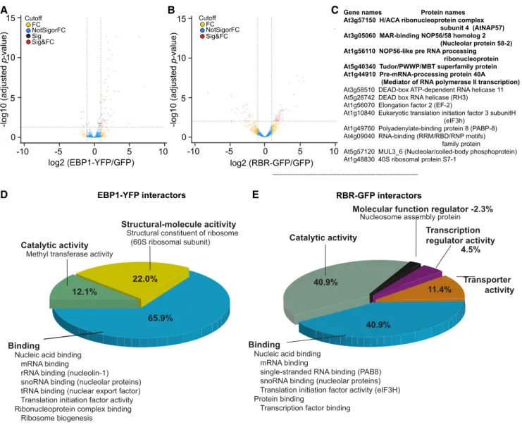 Figure 5. Functional classification of the EBP1 and RBR interacting proteins identified by mass-spectrometric analysis