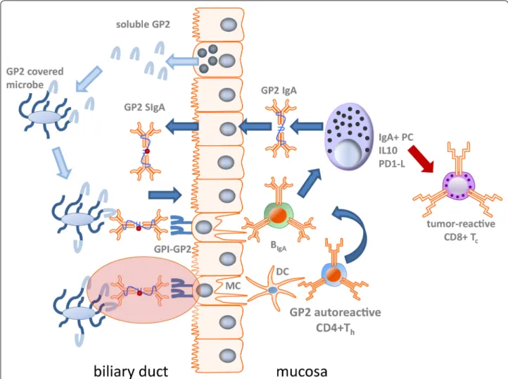 Fig. 1  Putative pathophysiological role of mucosal autoimmunity to GP2 in PSC. After mucosal loss of tolerance to glycoprotein 2 (GP2), GP2  IgA is actively secreted by biliary epithelial cells into bile as GP2 secretory IgA (SIgA)