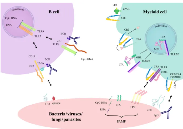 Fig. 2. Crosstalk between complement receptors and other host-cell membrane proteins induced by encountering pathogens