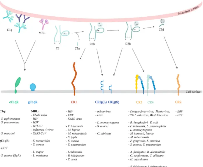 Fig. 1. Ligand specificity and microbial utilization of complement receptors. C1q may opsonize microbial surfaces directly or indirectly, via binding to the Fc region of bound antibodies