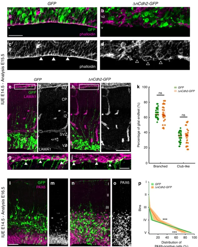 Fig. 1 Adherens junction disruption induces ectopic accumulation of PAX6-positive cells