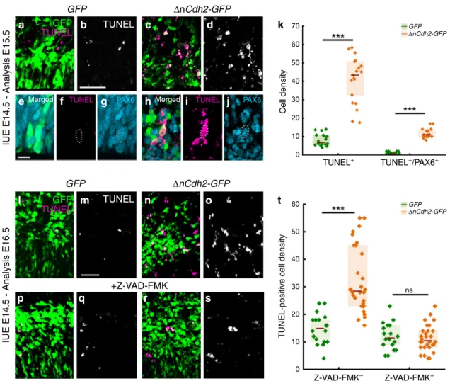Fig. 2 Adherens junction disruption induces apoptosis in the prenatal neocortex. a – d Confocal images demonstrate that ΔnCdh2-GFP - (c, d) triggers increased cell death compared to control GFP -electroporation (a, b)