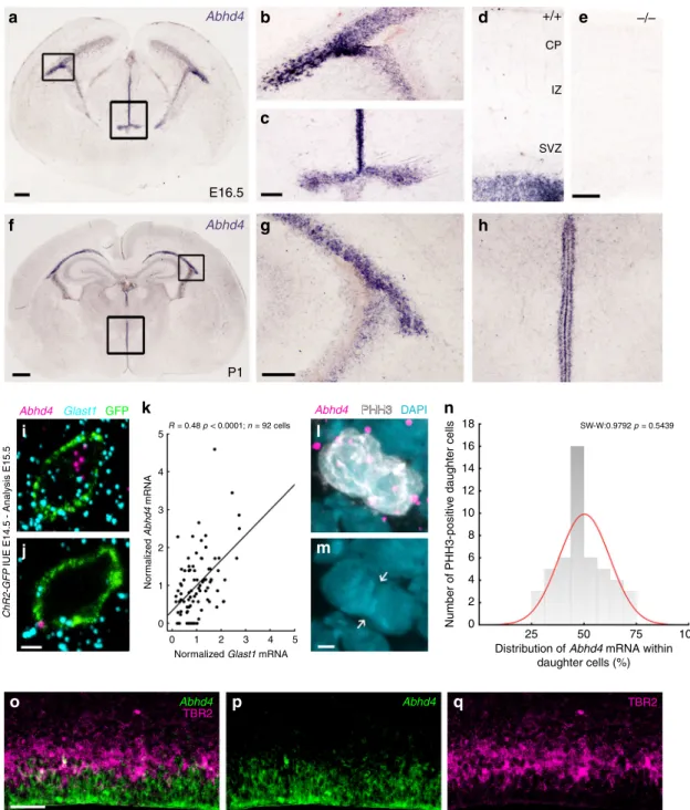 Fig. 3 Abhd4 mRNA is expressed by radial glia progenitor cells. a – h Abhd4 mRNA is present exclusively in the ventricular zone along with the lateral (b, g) and third ventricles (c, h) at both E16.5 (a – d) and P1 (f – h) wild-type ( + / + ) mice