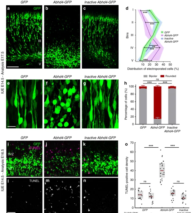 Fig. 5 ABHD4 is suf ﬁ cient to trigger migration arrest and apoptosis. Cells in utero electroporated with GFP- (a), or with an Abhd4-GFP -construct encoding an enzymatically inactive form of ABHD4 (c) migrate into the cortical plate, whereas Abhd4-GFP -ele