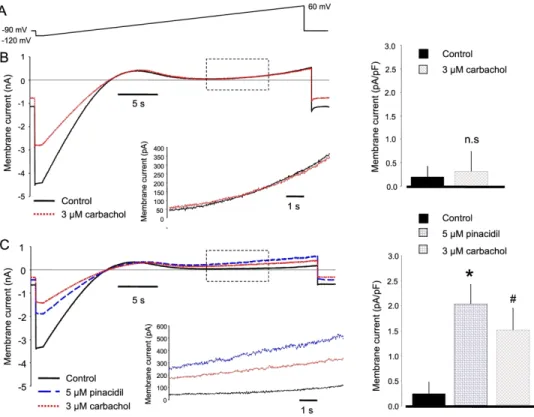 Figure 3. Effect of carbachol on IK-ATP. Ionic currents were measured under a slow voltage ramp protocol  (panel A) between -120 mV and 60 mV