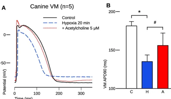 Figure 4. Representative action potential trace (A) showing that hypoxic conditions caused significant action  potential duration abbreviation and decreased mean diastolic potential and amplitude in canine ventricular 