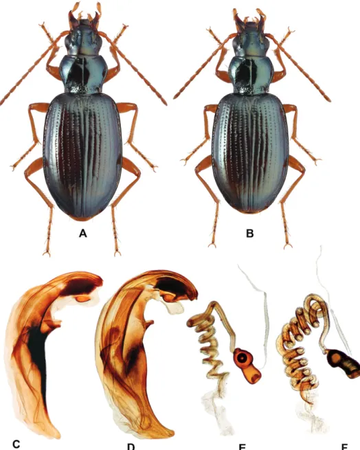 Fig. 7. Bembidion sanatum and B. stephensii: A–C, E = B. sanatum; D, F = B. stephensii; A, B =  dorsal habitus, male and female; C, D = aedeagus; E, F = spermatheca
