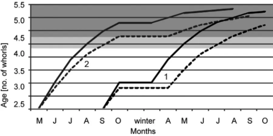 Fig. 6. Xerolenta obvia growth model under natural conditions. Size ranges of sexually ma- ma-ture snails are shown in dark grey (4.5–5.4 whorls) and light grey (4.25–4.4 whorls); solid  lines = SW population, dashed lines = NE population; 1 = first model 