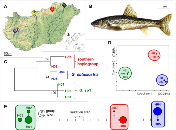 Figure  1.  Geographic  distribution  of  sample  sites  in  Hungary  (A)  and  the  location  of  Hungary  in  Europe (a); physical appearance of a studied Gobio specimen (B)